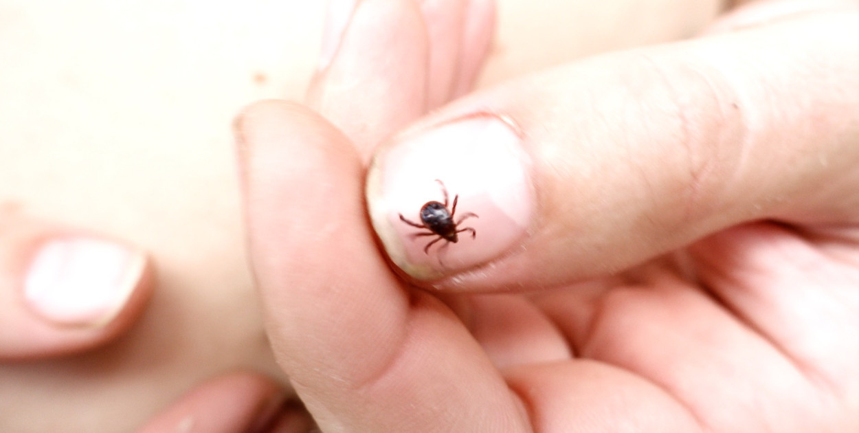 Naukowiec: mroźna zima nie sprawi, że komarów i kleszczy będzie mniej