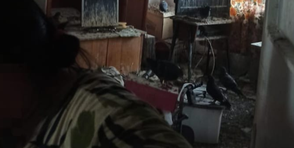 Mieszkała razem z gołębiami. Do akcji wkroczył Animal Patrol