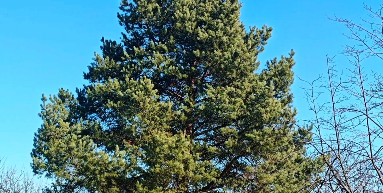 Więcej zieleni we Wrocławiu