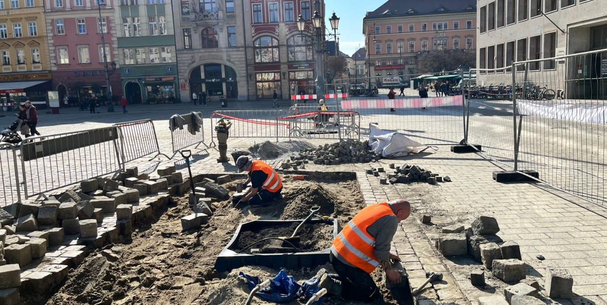 Pierwsze drzewa w Rynku posadzone