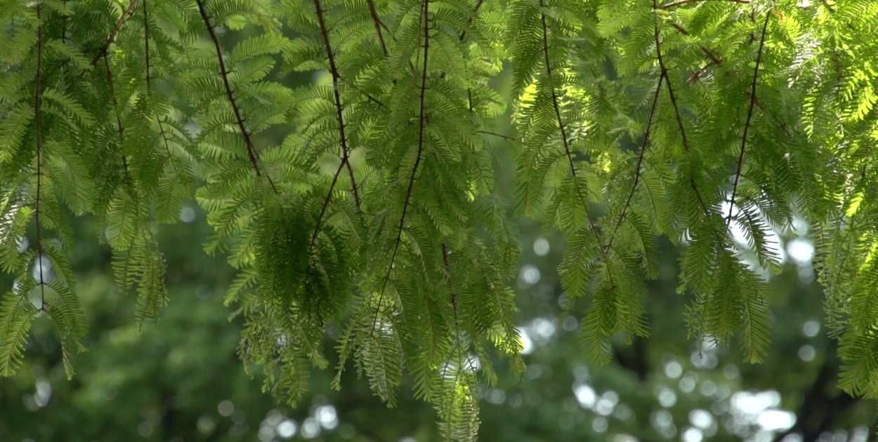 Zielone, zabytkowe serce Wrocławia niebawem jak nowe