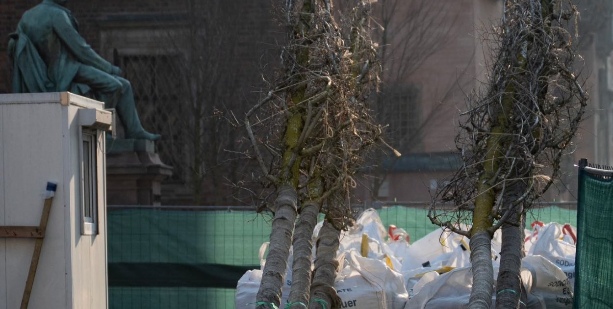 Kolejna partia drzew dotarła na Rynek