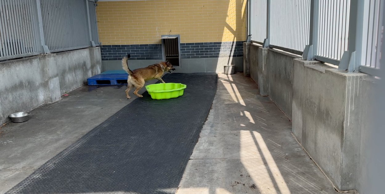 Rozpoczął się remont wrocławskiego schroniska