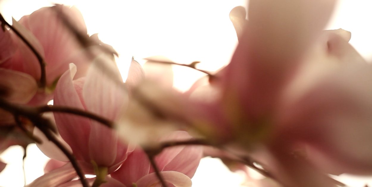 Festiwal Magnolii we Wrocławiu